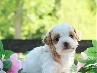 Cavapoo dogs for sale: Dottie - Ad 2