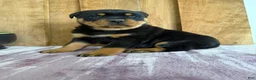 Rottweiler dogs for sale: Lucas - Ad 19