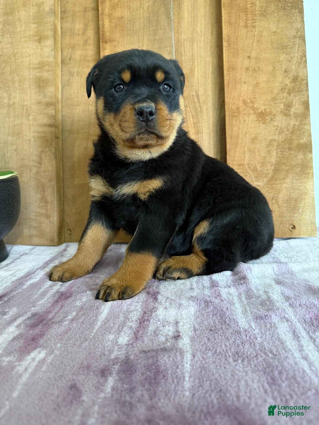Rottweiler dogs for sale: Lucas - Ad 19