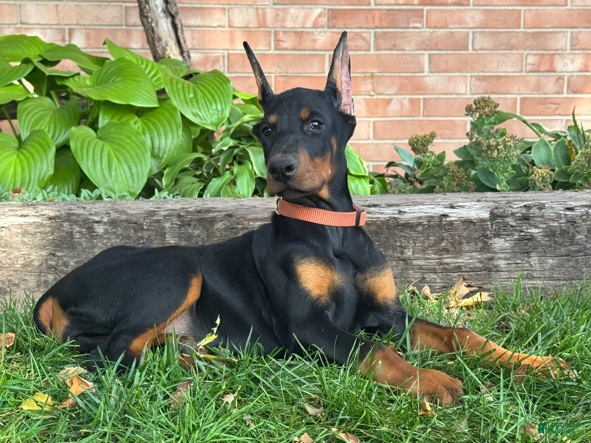 Doberman Pinscher dogs Briar - Ad 2