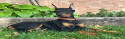 Doberman Pinscher dogs for sale: Briar - Ad 2