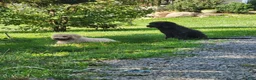 Labradoodle dogs for sale: Bill - Ad 4