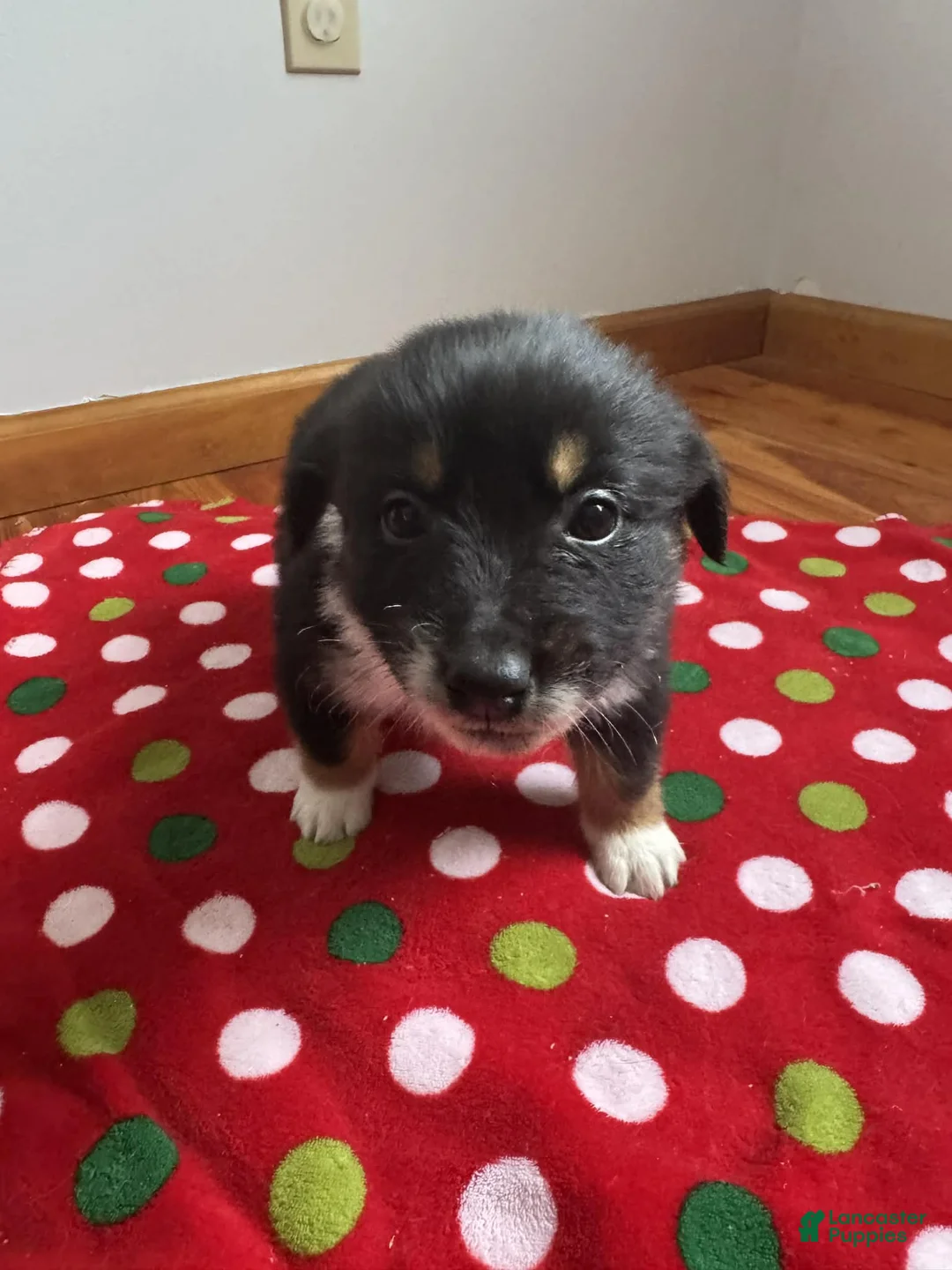 Australian Shepherd dogs for sale: Solstice - Ad 13