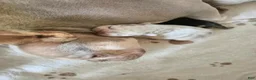French Bulldog dogs for sale: French Bulldog 3-Greta - Ad 10