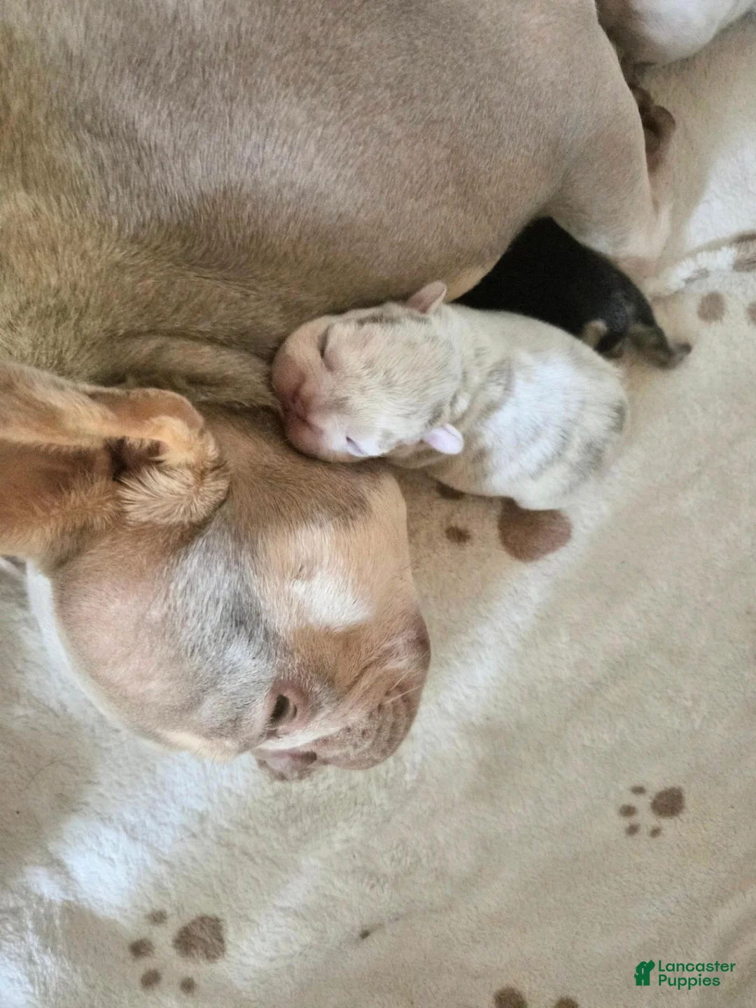 French Bulldog dogs for sale: French Bulldog 3-Greta - Ad 10