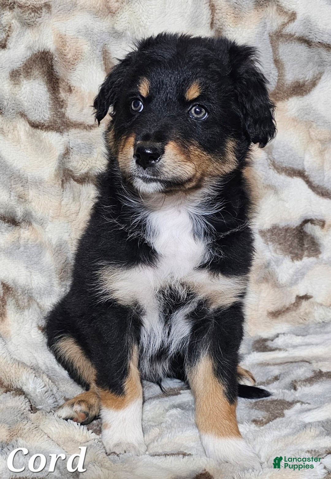 Australian Shepherd dogs for sale: CORD  - Ad 5