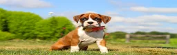 Boxer dogs for sale: Sandy - Ad 5