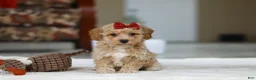 Bichpoo dogs for sale: Gracie - Ad 4