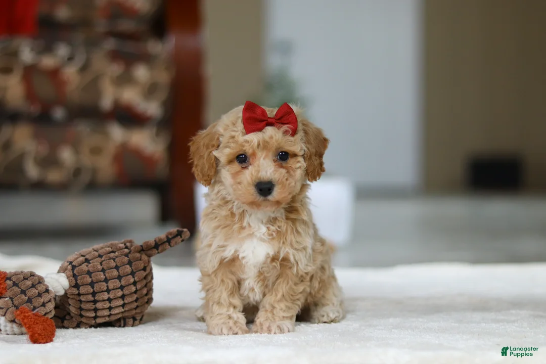 Bichpoo dogs for sale: Gracie - Ad 4