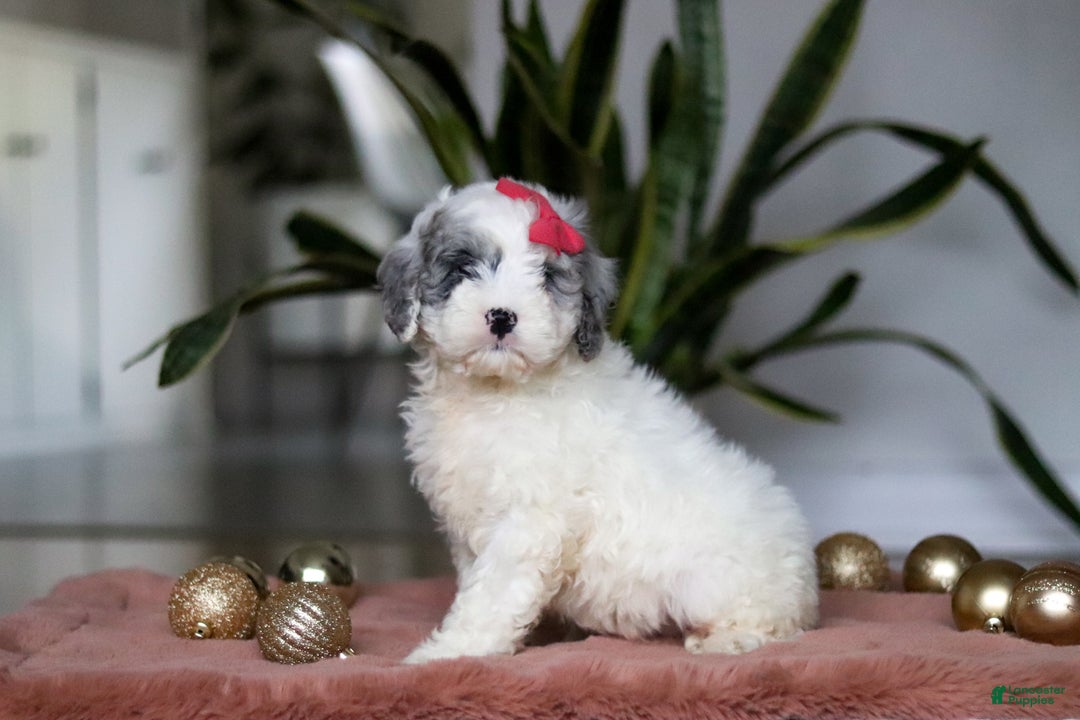 Cockapoo dogs for sale: Rosie - Ad 2