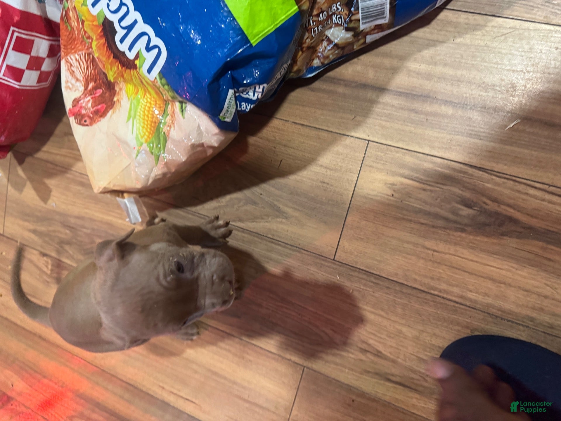American Bully dogs American Bully 8 - Ad 1