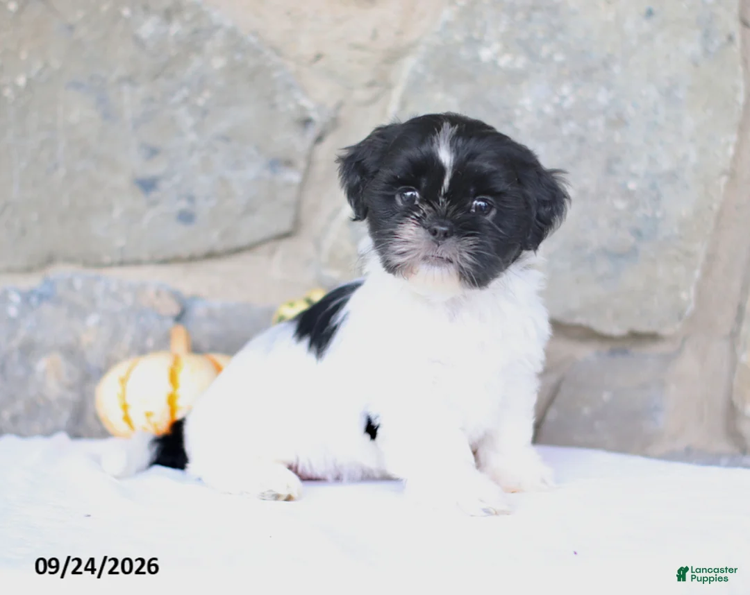 Shih Tzu dogs for sale: Patsy - Ad 5