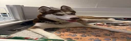 Siberian Husky dogs for sale: Sadie - Ad 2