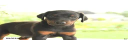 Doberman Pinscher dogs for sale: Aj  - Ad 4