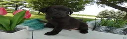 Sheprador dogs for sale: Sheprador 4 Sargent - Ad 2