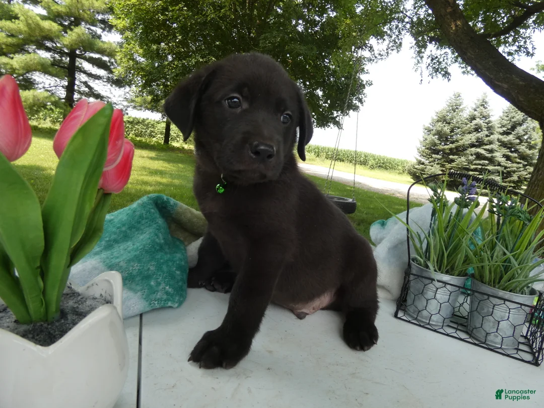 Sheprador dogs for sale: Sheprador 4 Sargent - Ad 2