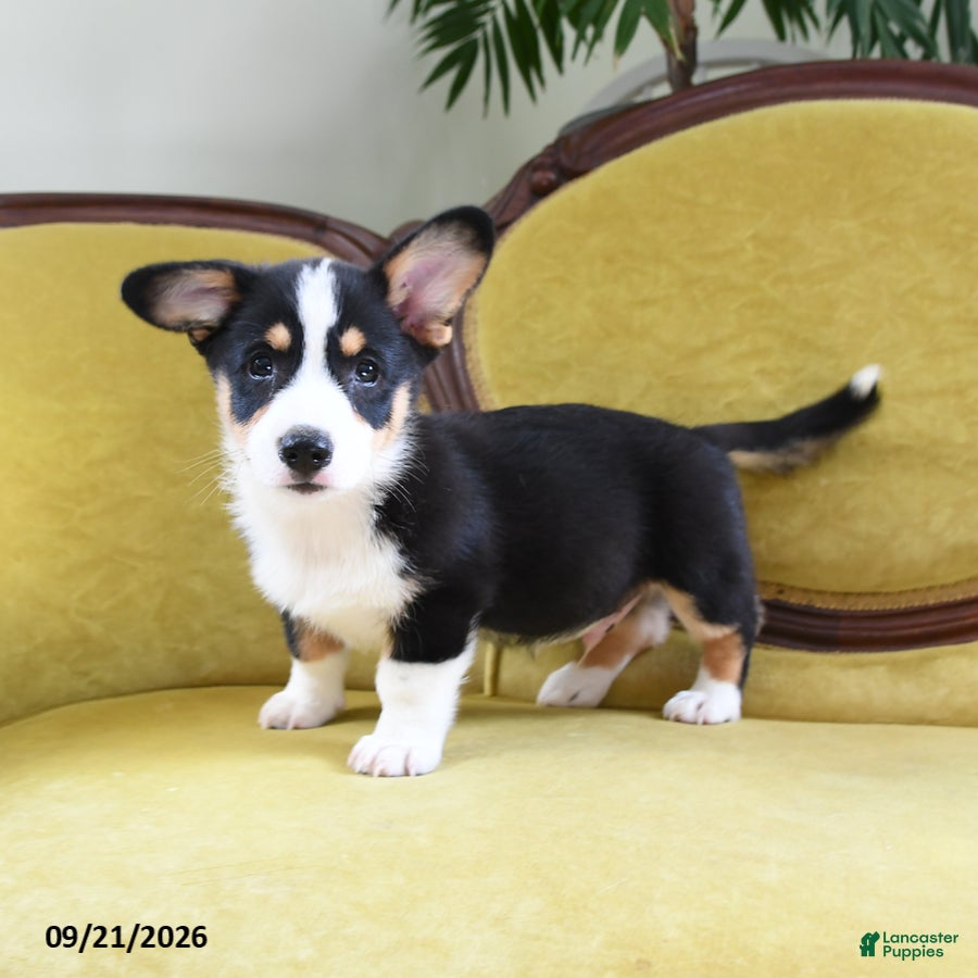 Welsh Corgi Pembroke dogs Chico - Ad 2