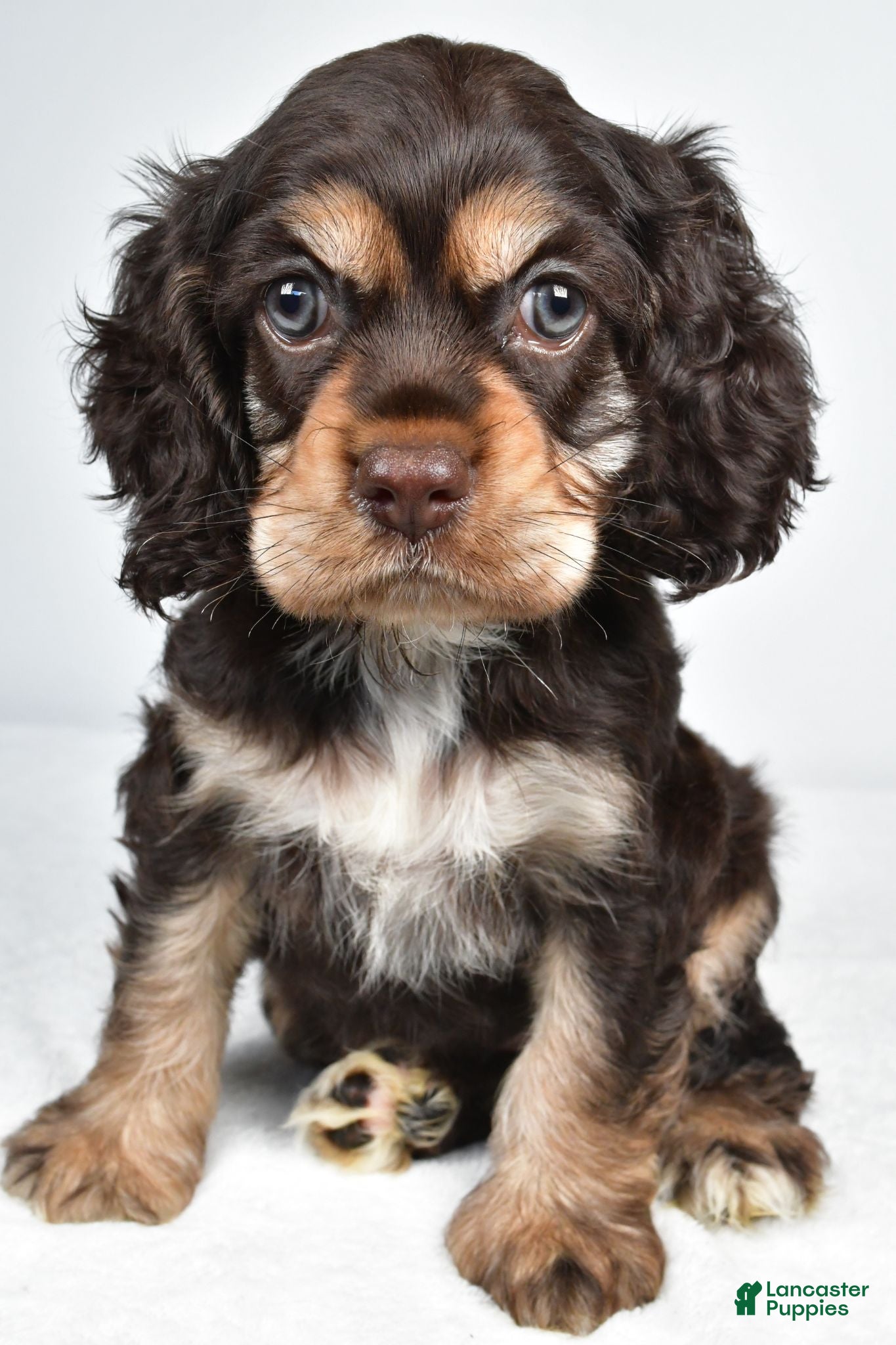 Cocker Spaniel dogs Champ - Ad 1