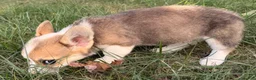 Welsh Corgi Pembroke dogs for sale: Tucker - Ad 14