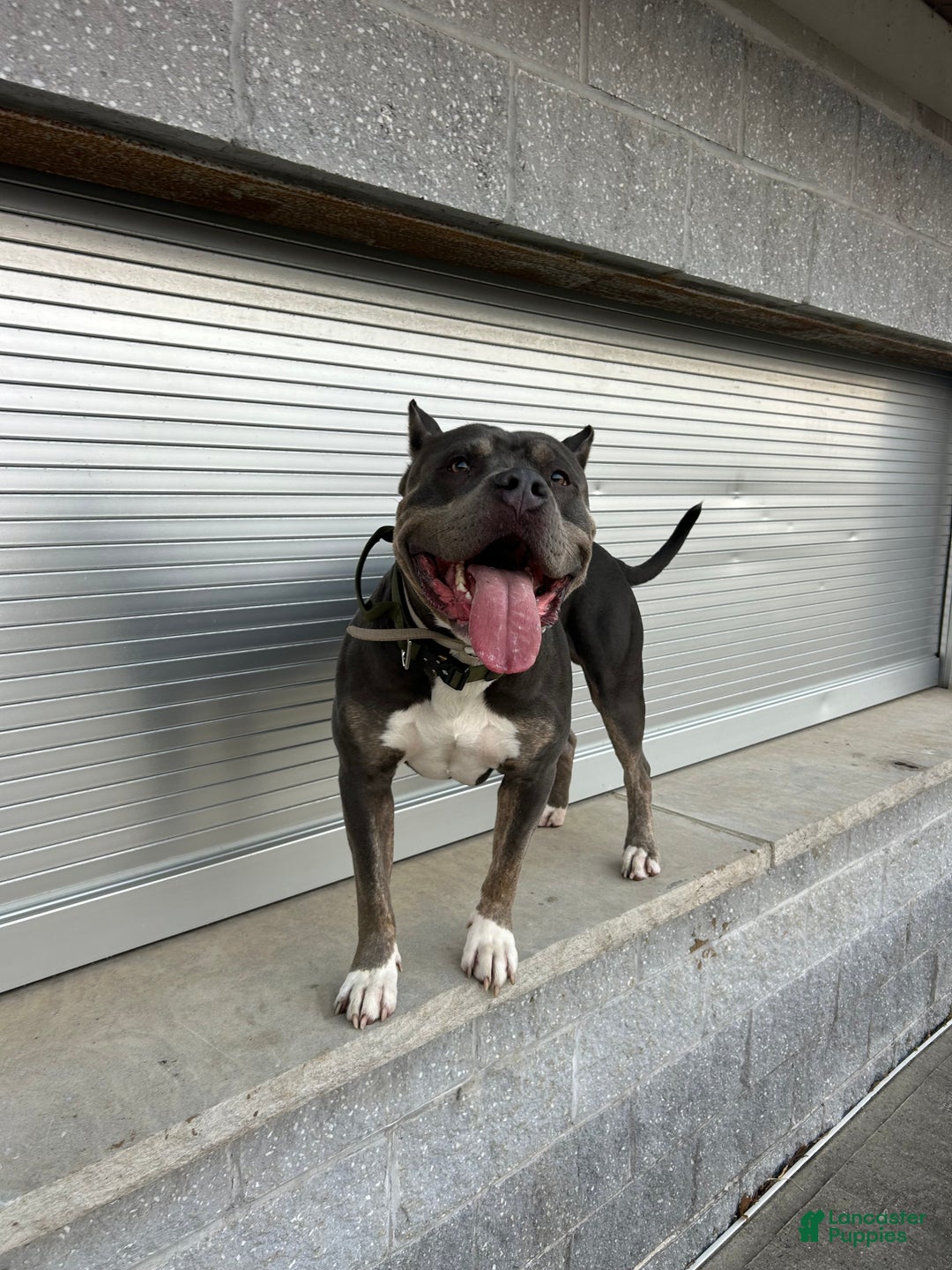 American Bully dogs for stud: KFK Ace  - Ad 4