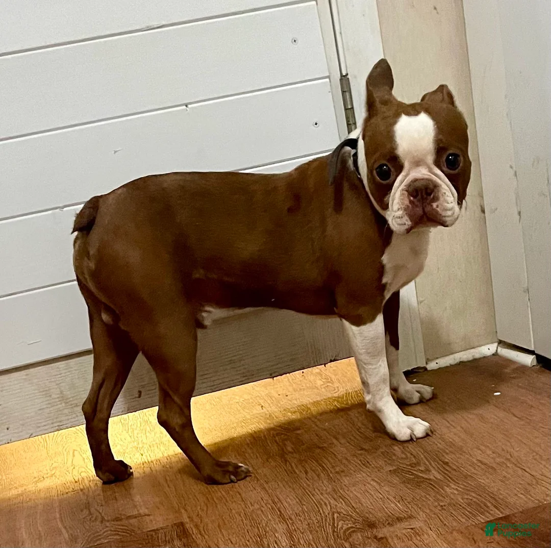 Gallery Image {{count}}