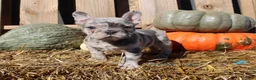 Mixed Breed dogs for sale: Cleo - Ad 4