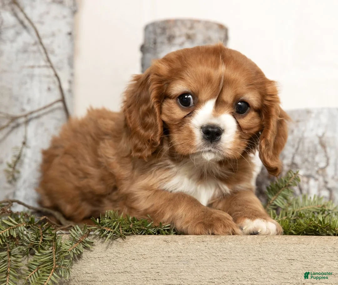 Cavalier King Charles Spaniel dogs for sale: Dakota - Ad 2