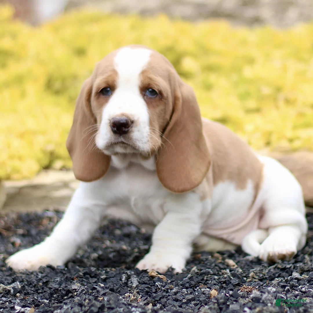 Basset Hound dogs for sale: Lora  - Ad 1