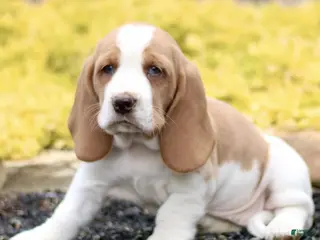 Basset Hound dogs for sale: Lora - Ad 3