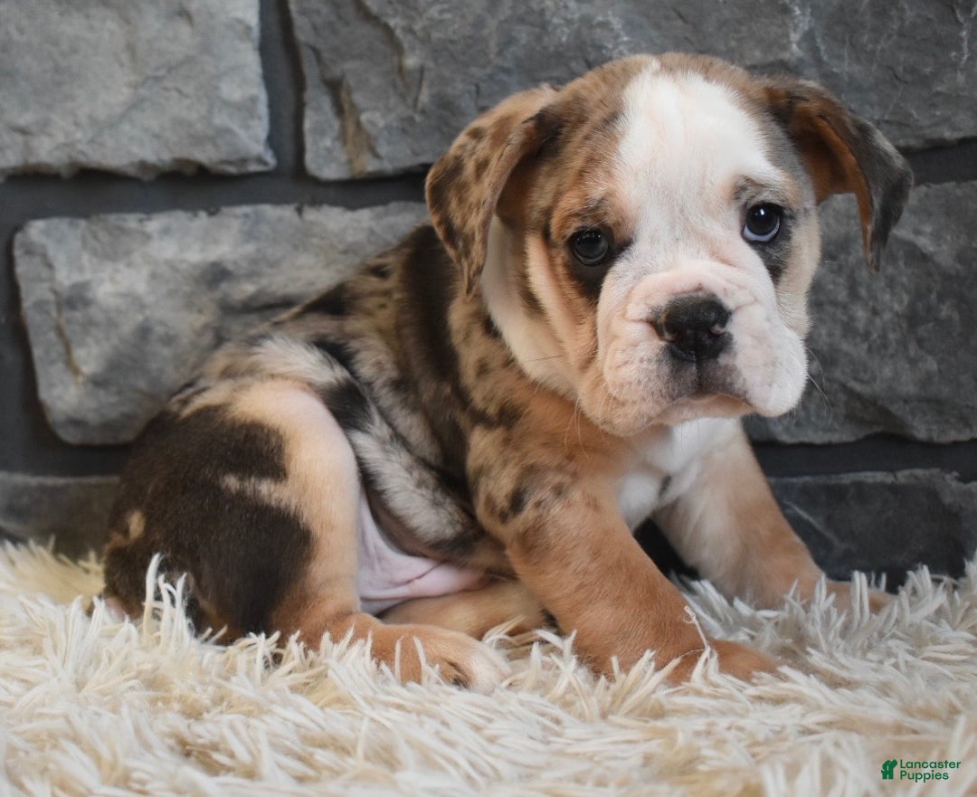 Mixed Breed dogs for sale: Bubba  - Ad 12