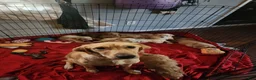Goldendoodle dogs for sale: Goldendoodle male 4 - Ad 2