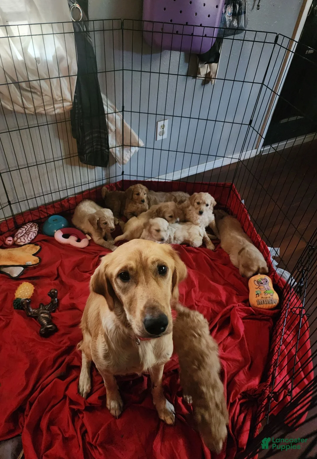 Goldendoodle dogs for sale: Goldendoodle male 4 - Ad 2