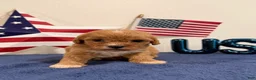 Cavapoo dogs for sale: Sparkler - Ad 2