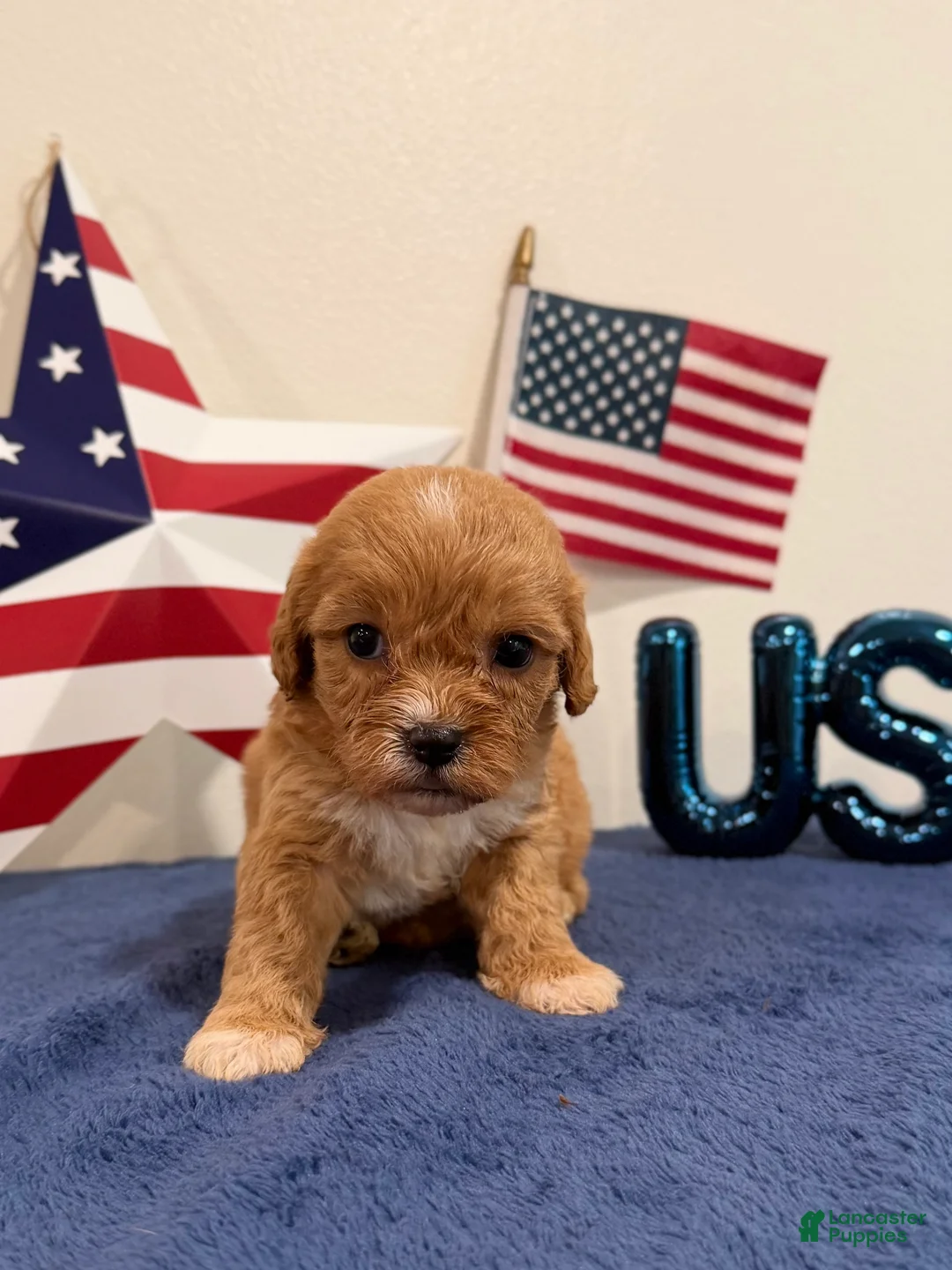 Cavapoo dogs for sale: Sparkler - Ad 2