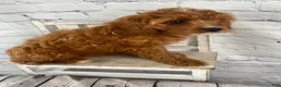 Cavapoo dogs for sale: Lucy - Ad 5