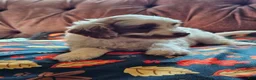 Cavapoo dogs for sale: Cavapoo 5 - Ad 3