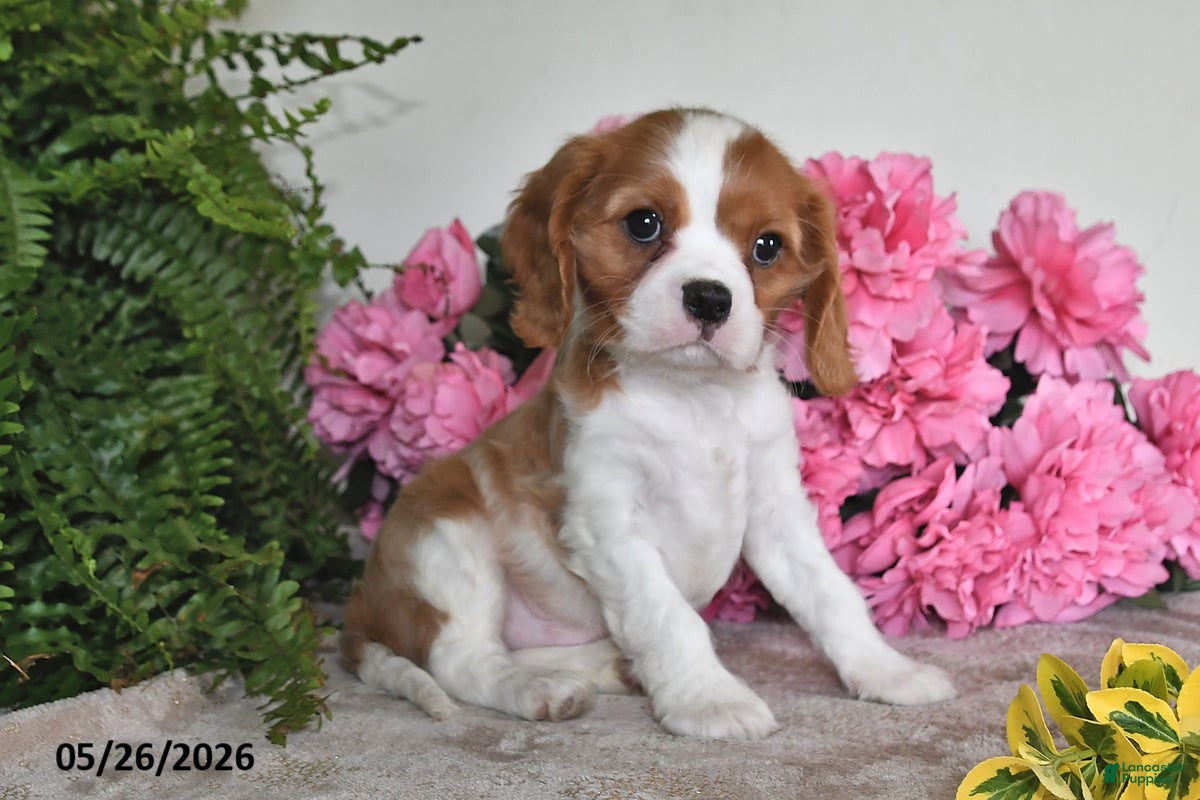 Cavalier King Charles Spaniel dogs Bouncer - Ad 2
