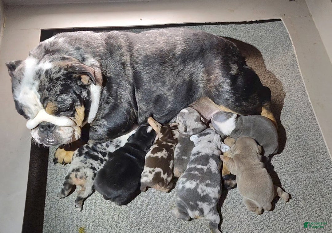 English Bulldog dogs for sale: Romeo - Ad 6