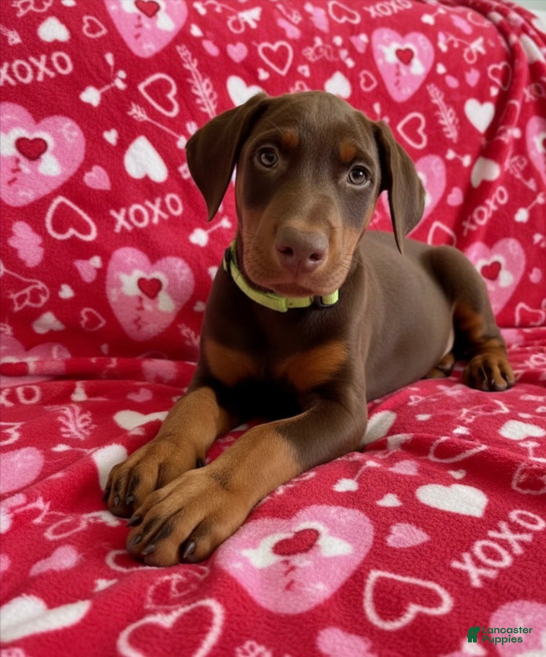 Doberman Pinscher dogs Val-NOT AMISH  - Ad 2