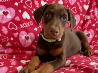 Doberman Pinscher dogs Val-NOT AMISH - Ad 2