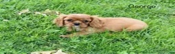 Cavalier King Charles Spaniel dogs for sale: George  - Ad 3