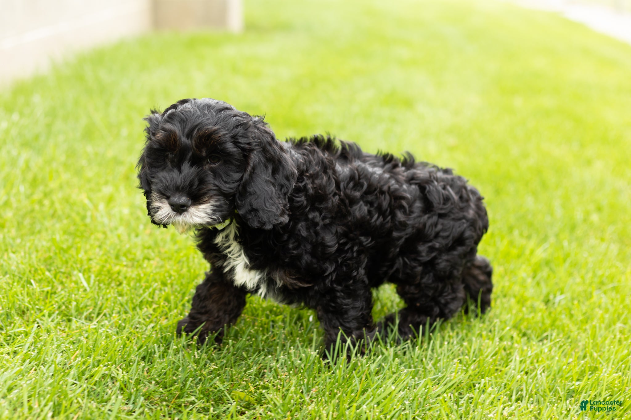 Cockapoo dogs for sale: Buster  - Ad 5