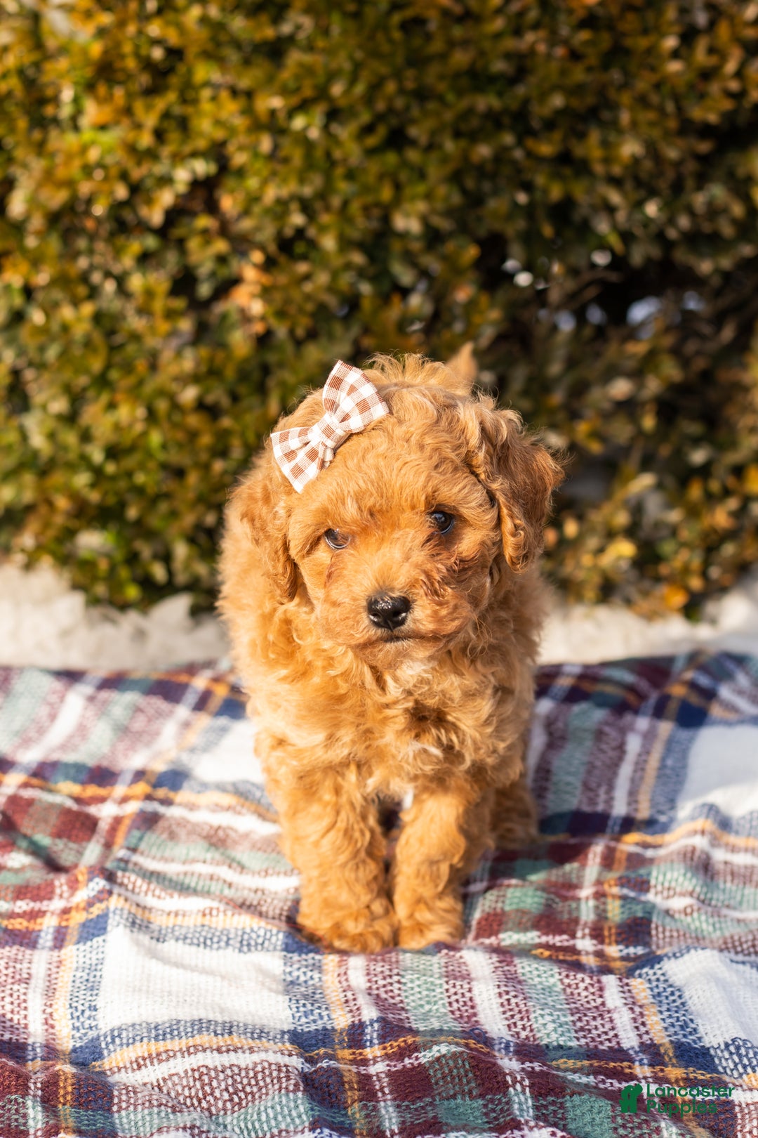 Miniature Labradoodle dogs for sale: Miniature Labradoodle Puppy 1 - Ad 4