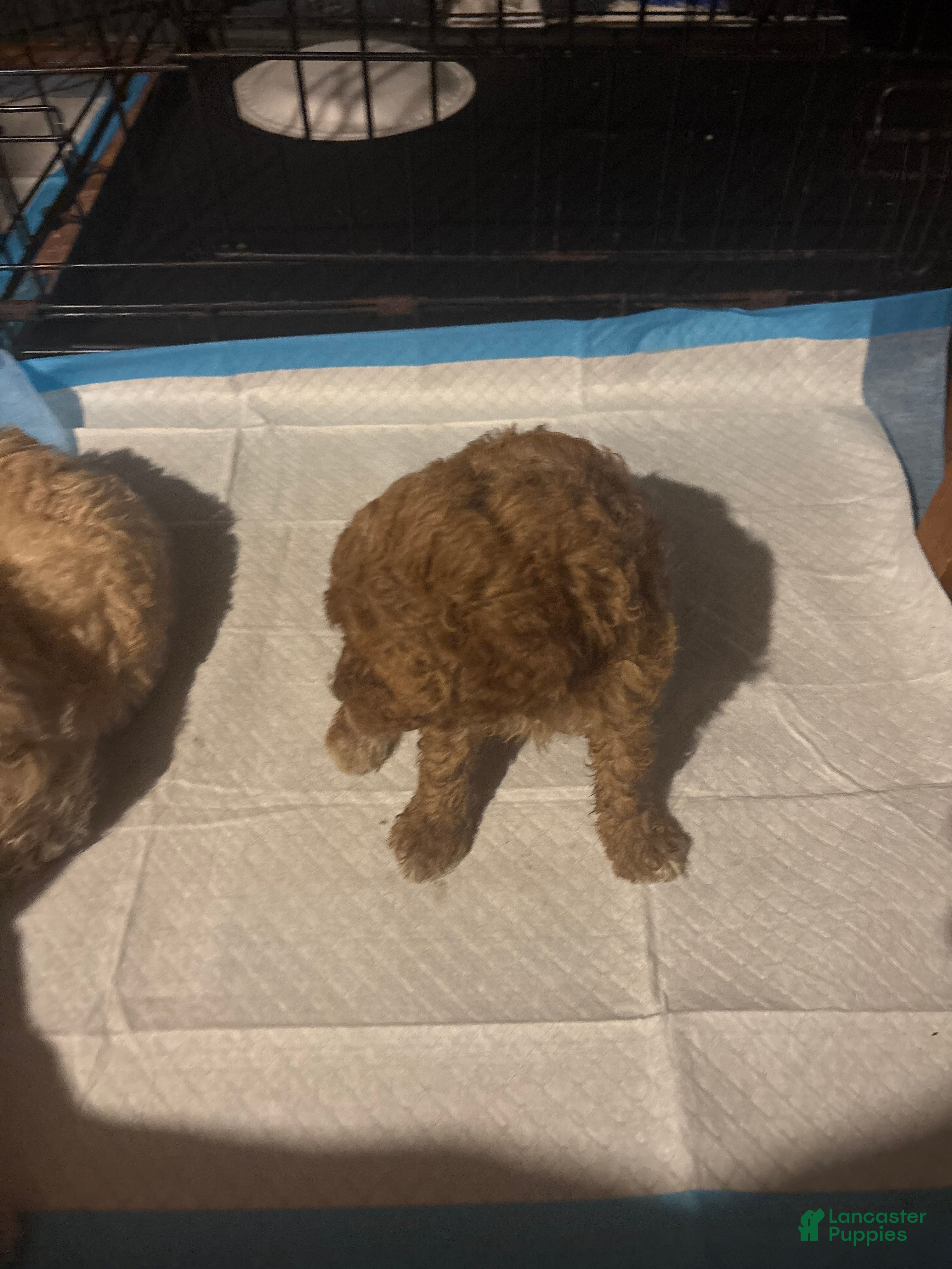 Mini Goldendoodle dogs for sale: King - Ad 4