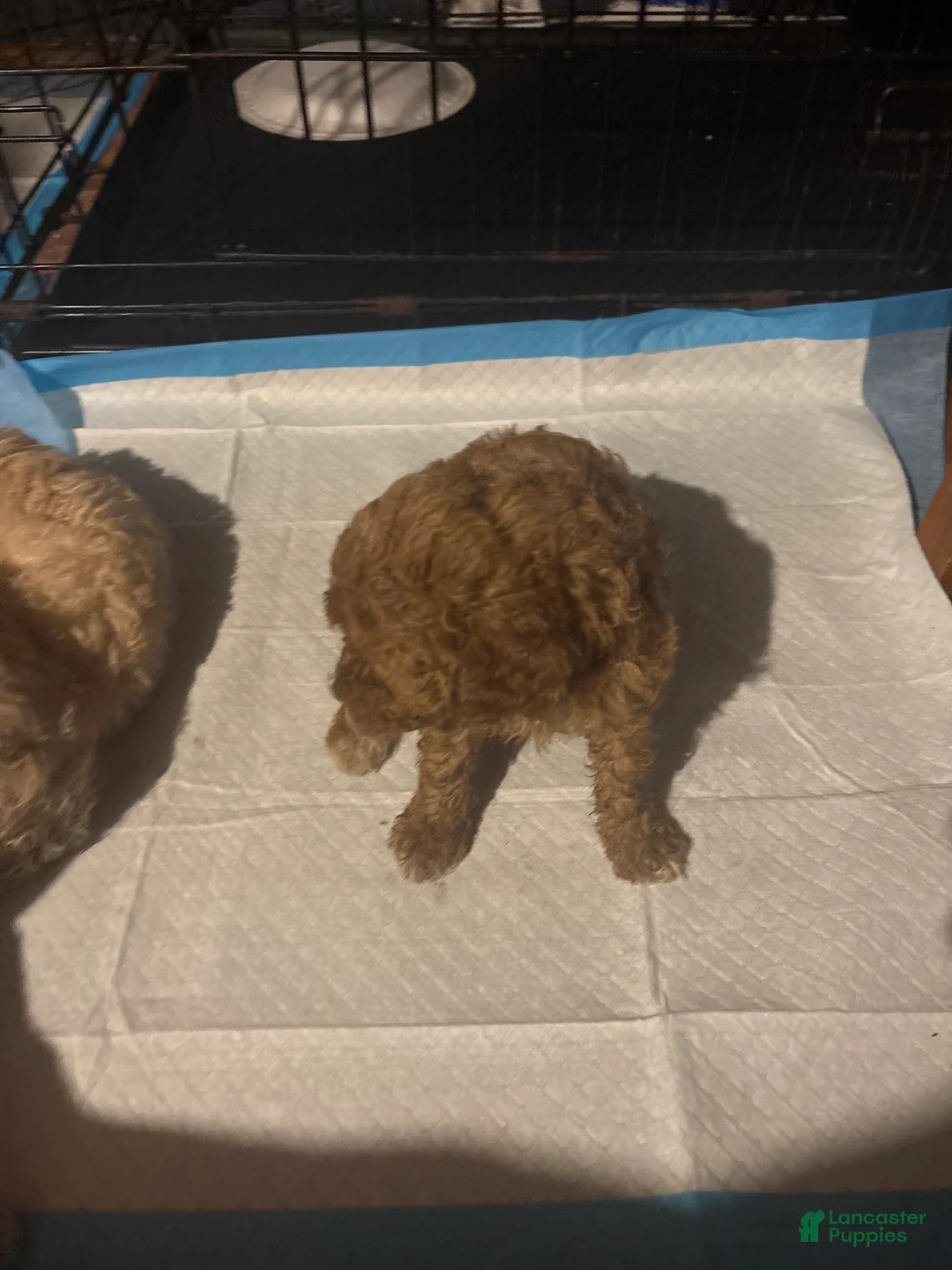 Mini Goldendoodle dogs for sale: King - Ad 1