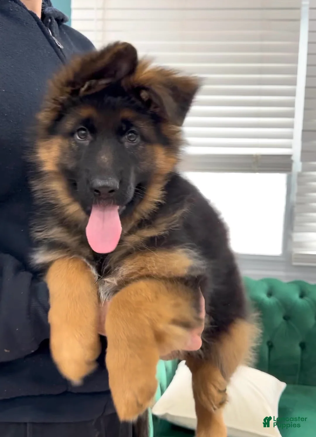 German Shepherd dogs for sale: Sugar - Ad 6