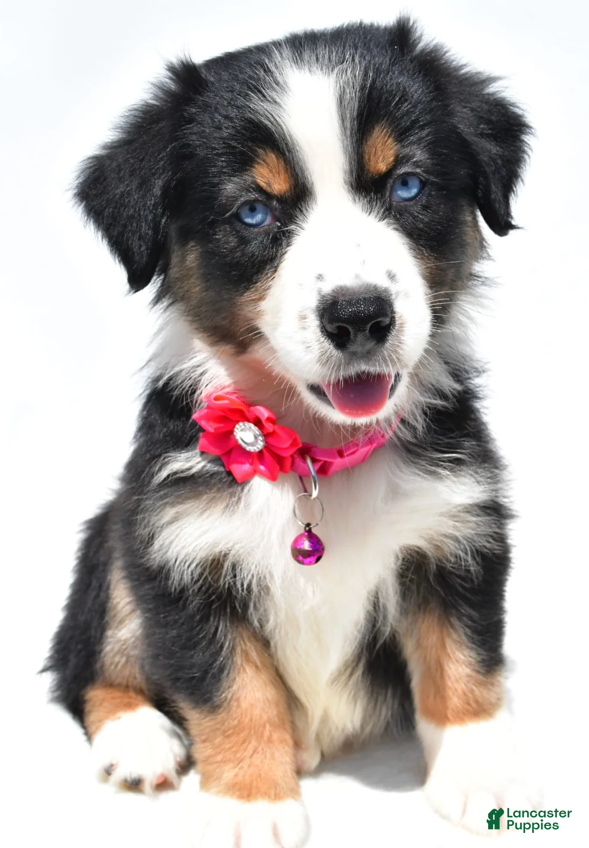 Australian Shepherd Puppies for sale under $500 in Ohio