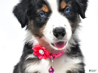 Australian Shepherd dogs Kate - Ad 17