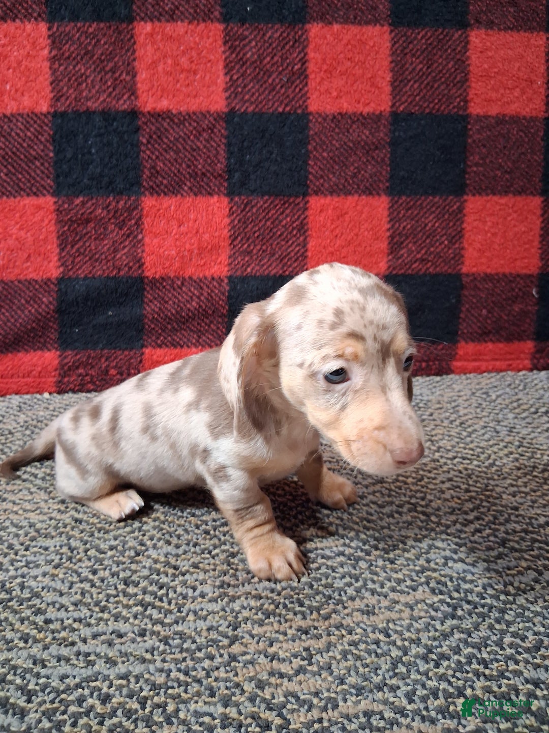Miniature Dachshund dogs for sale: Noelle - Ad 4