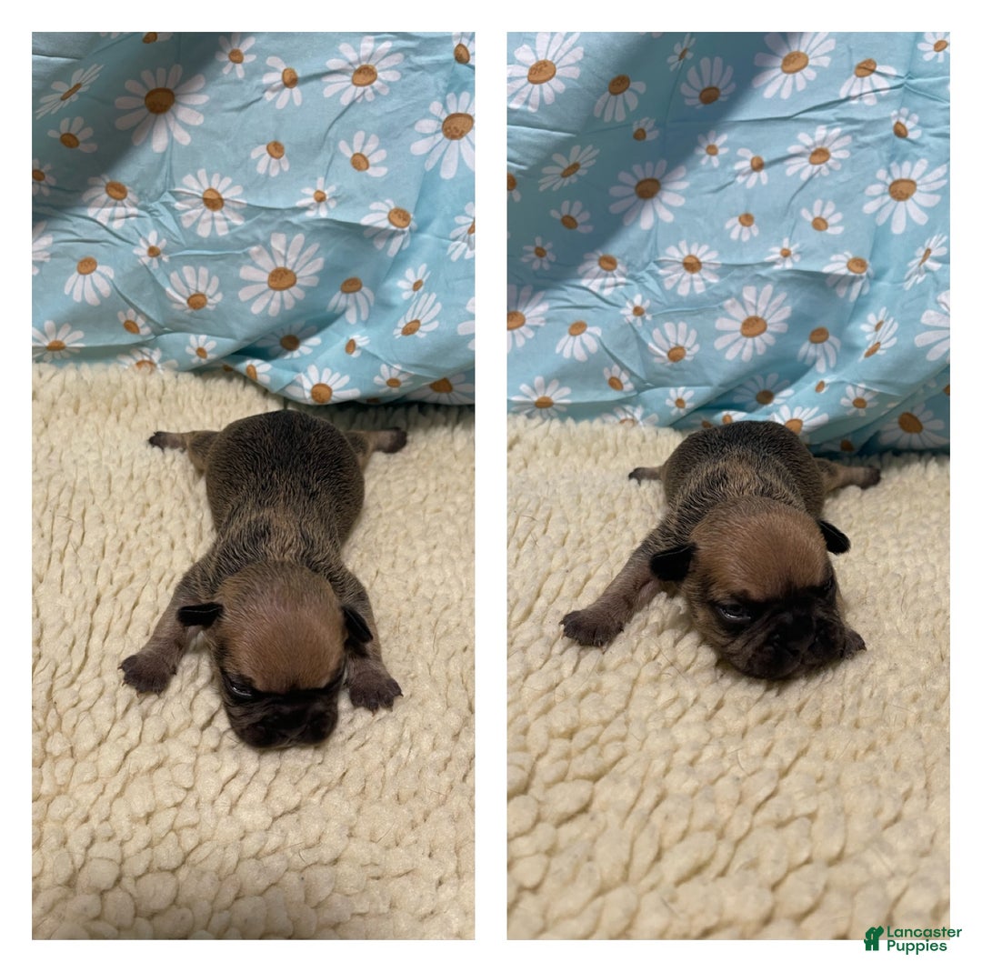 French Bulldog dogs for sale: Toffee - Ad 4